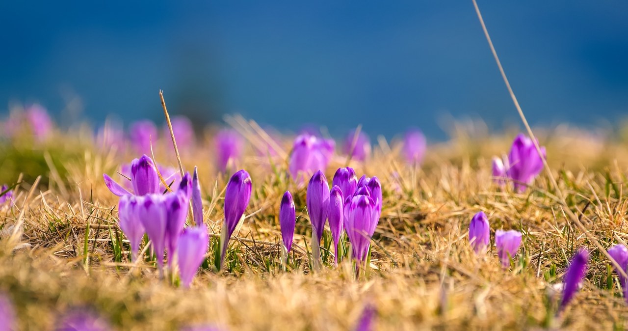 Crocuses are mainly associated with spring