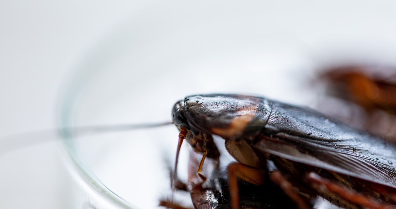 Cockroaches can get home, among others by ventilation /Sinhyu /123RF /PICSEL
