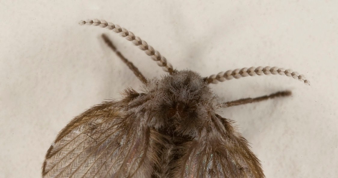 Ćmianki usually live