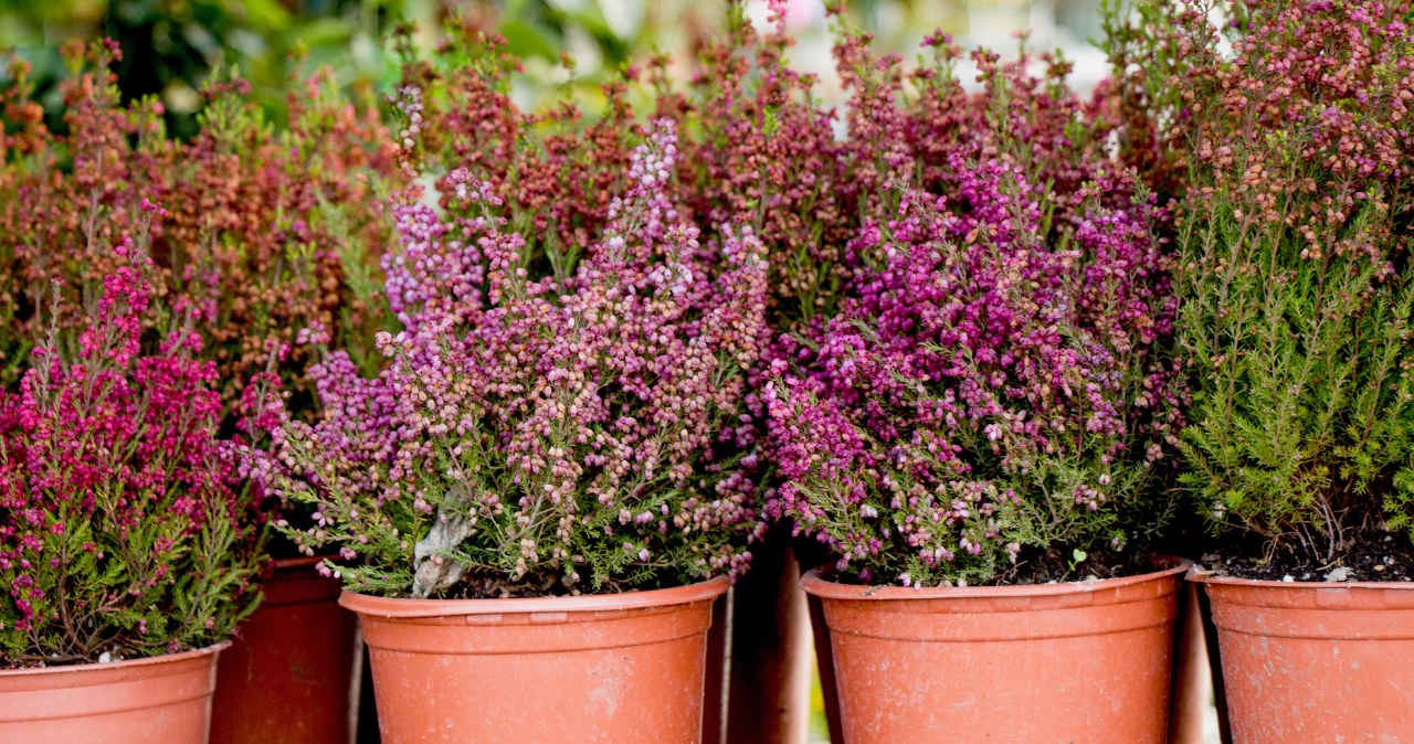 Heathers can be fertilized with homemade nutrition /bekay08 /123rf /picsel