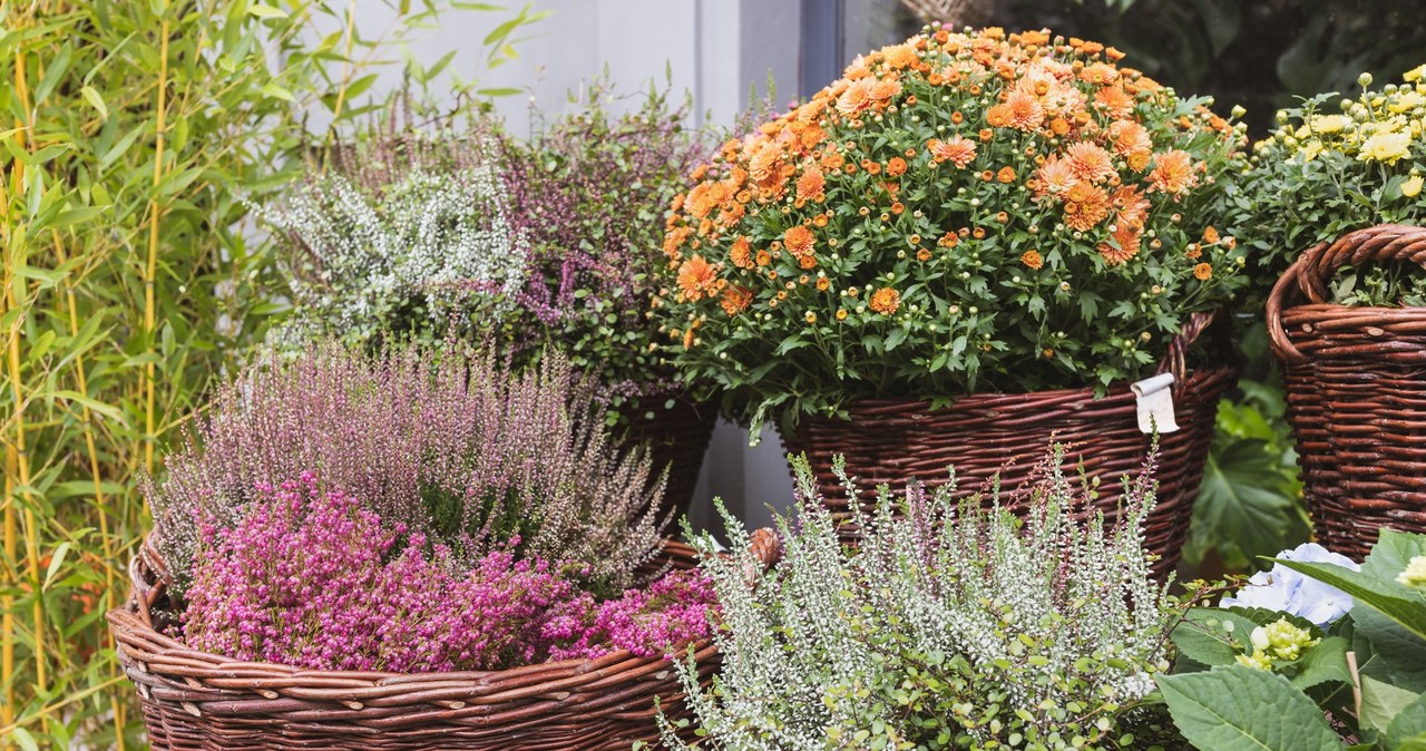 Autumn compositions with heathers. /123RF/PICSEL, 123RF/PICSEL /INTERIA.PL