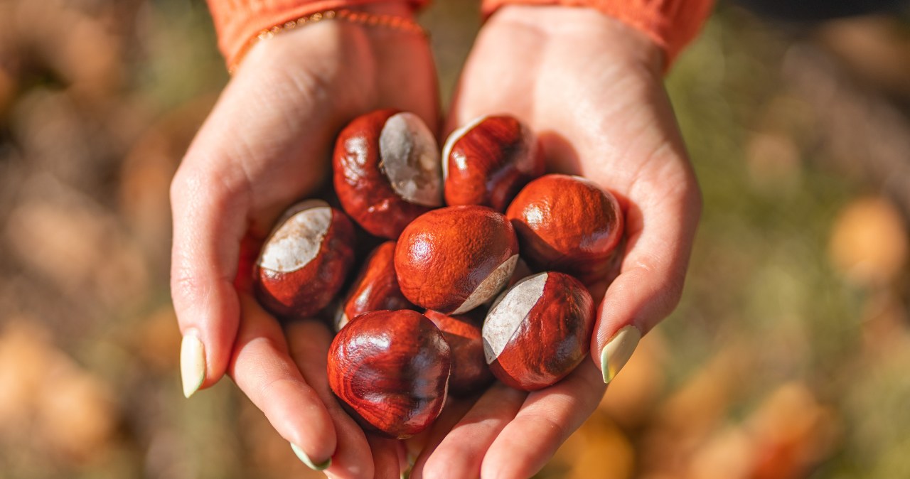 Chestnut liquid is an effective, natural cleaning and laundry /BZZUP /123RF /PICSEL agent