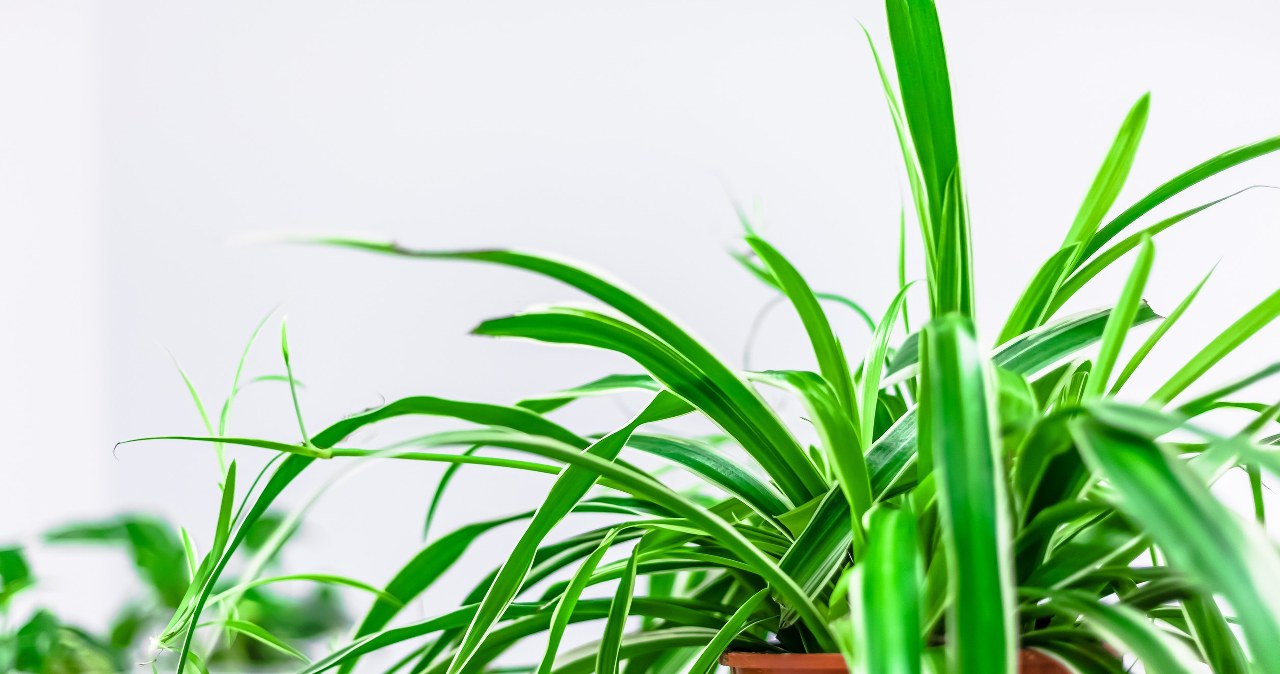 It is worth remembering, however, that it is not the plant species that attracts insects, but the conditions in the pot.