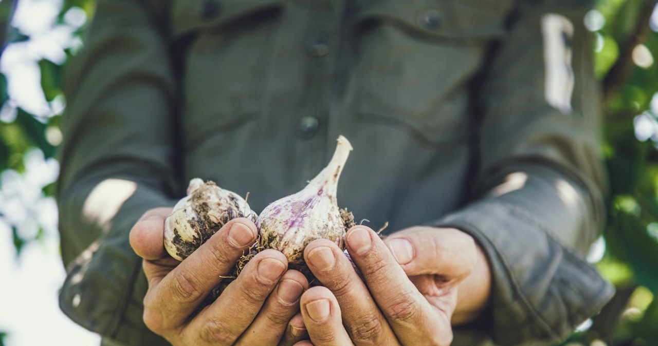 If you plant garlic at the right time, you will have the largest garlic in the area. /123RF /PICSEL /INTERIA.PL