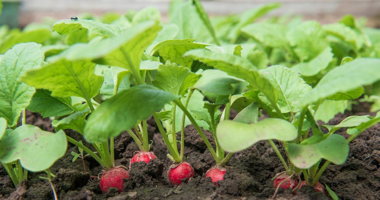 Radish growing on cooler days becomes milder and delicate in taste than the one bred in the summer in full sun. /Pixel
