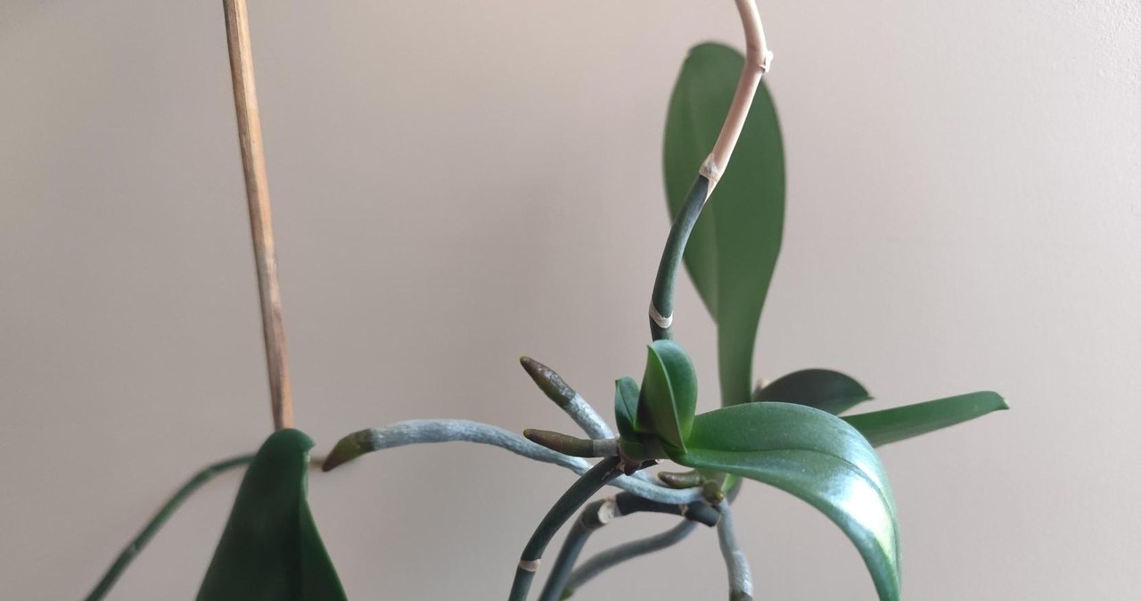Keiki at orchids allow the reproduction of the plant /Materials Own /interia.pl