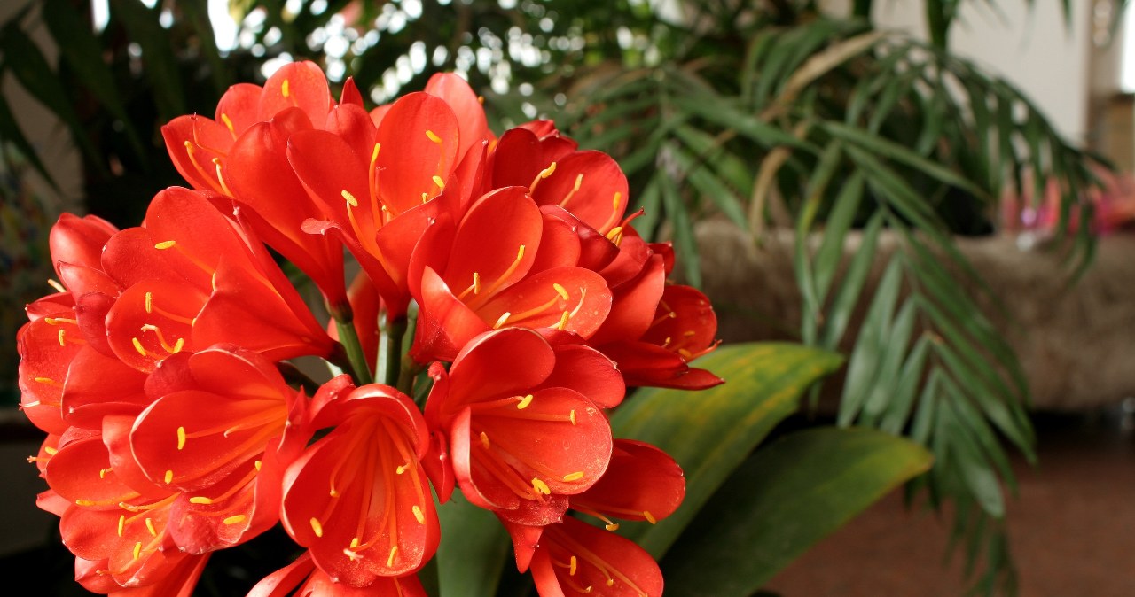 Kliwia tolerates the change of space badly - even turning the pot can stop its growth and flowering. /123RF /PICSEL /PIXEL