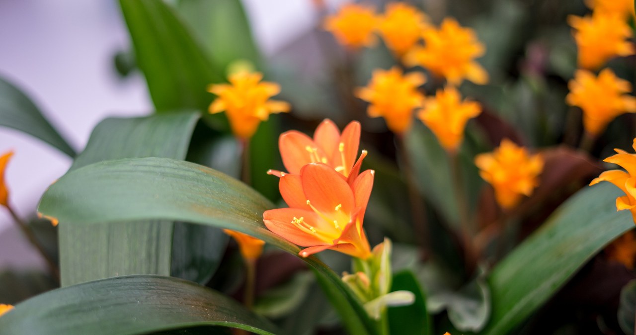 Kliwia is not only an ornament, but also a long -lived plant. /123RF /PICSEL /PIXEL