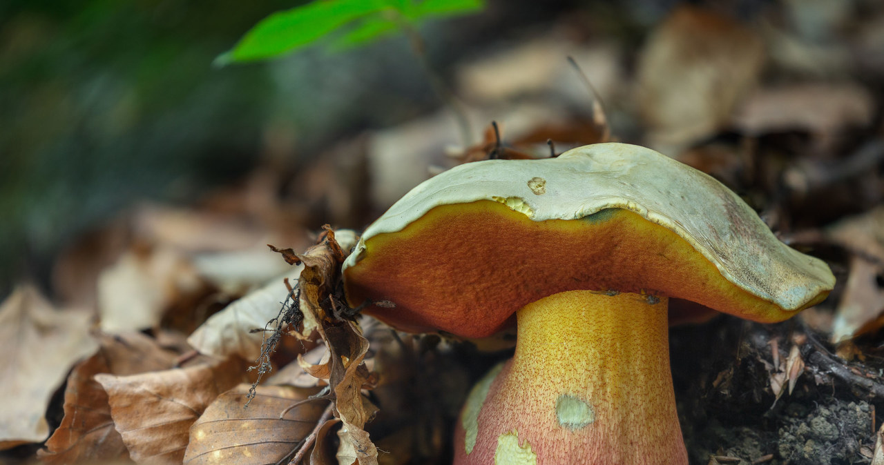 It is easy to mistake him for Borowik, but he is poisonous. Under no circumstances do you collect