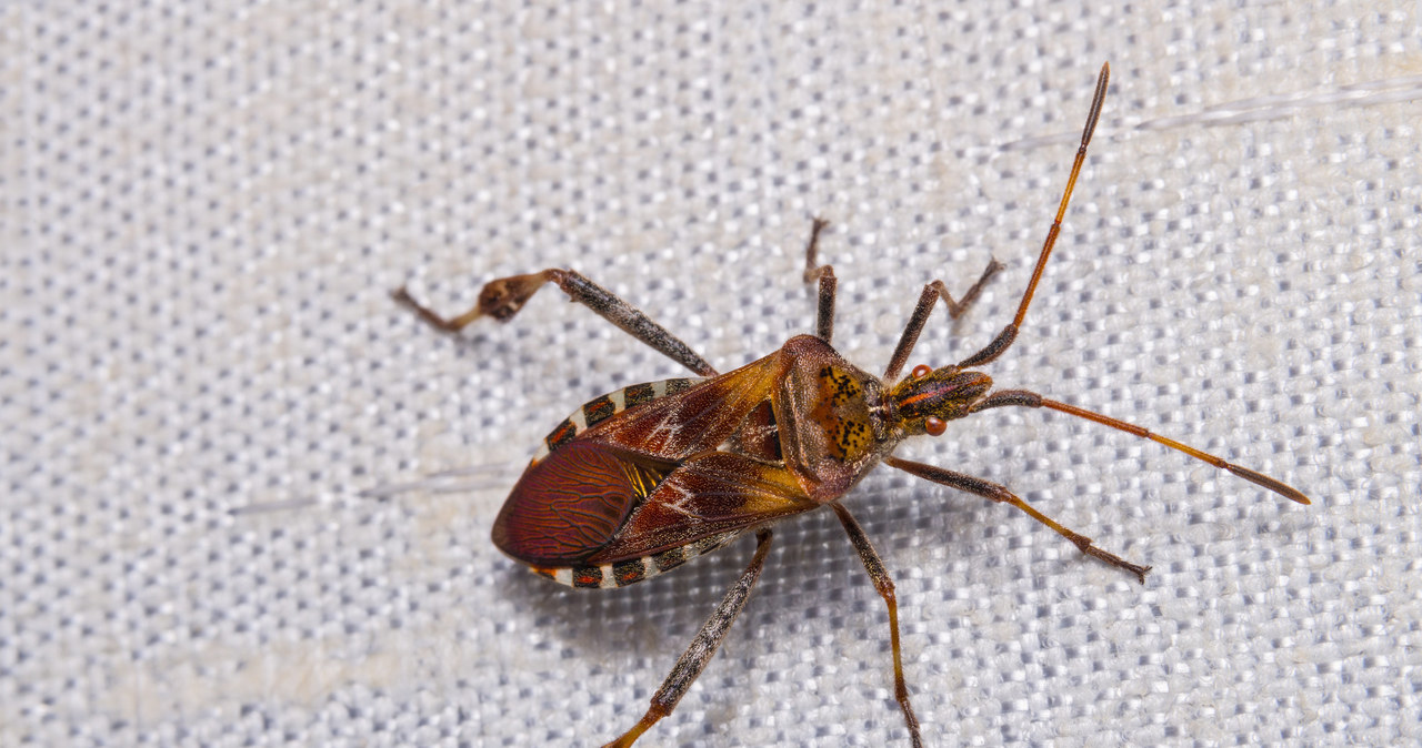 They push home and stink. That's how you get rid of uninvited insects