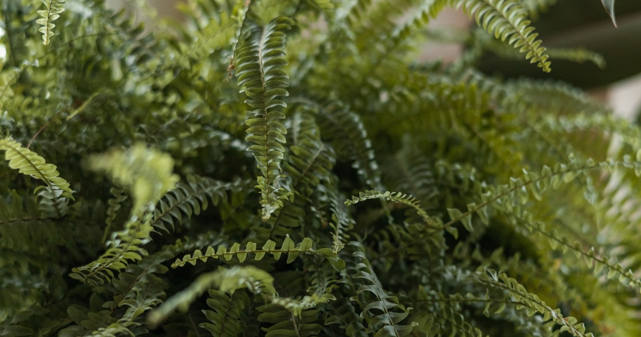 Water this ferns once a week. They will be thick, healthy and green