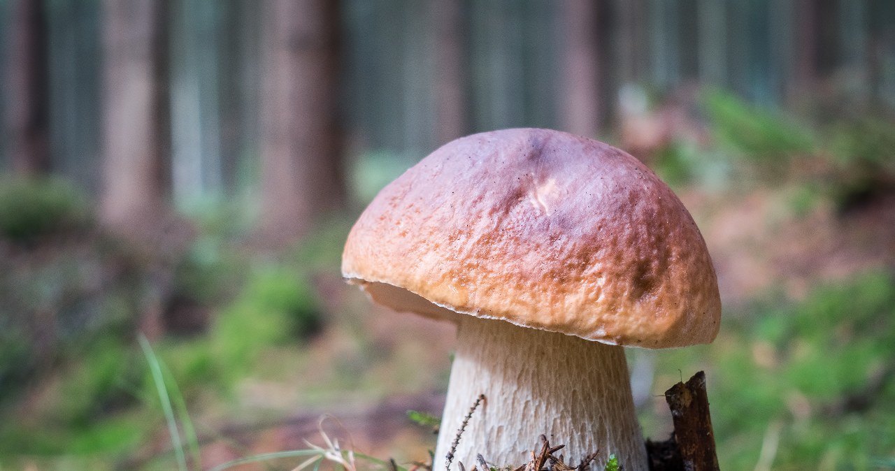 This superstition brings unlucky. Never do this during mushroom picking