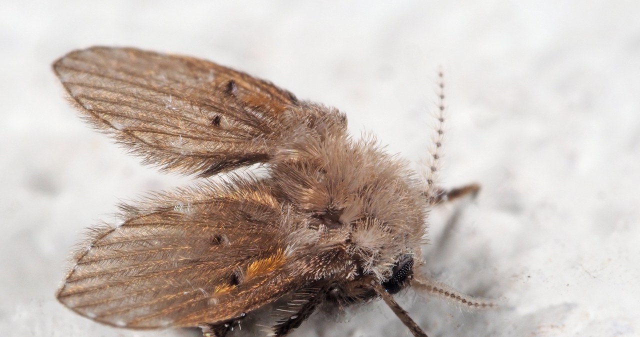 Do you see such insects in the bathroom? That's how you get rid of them from the outflows