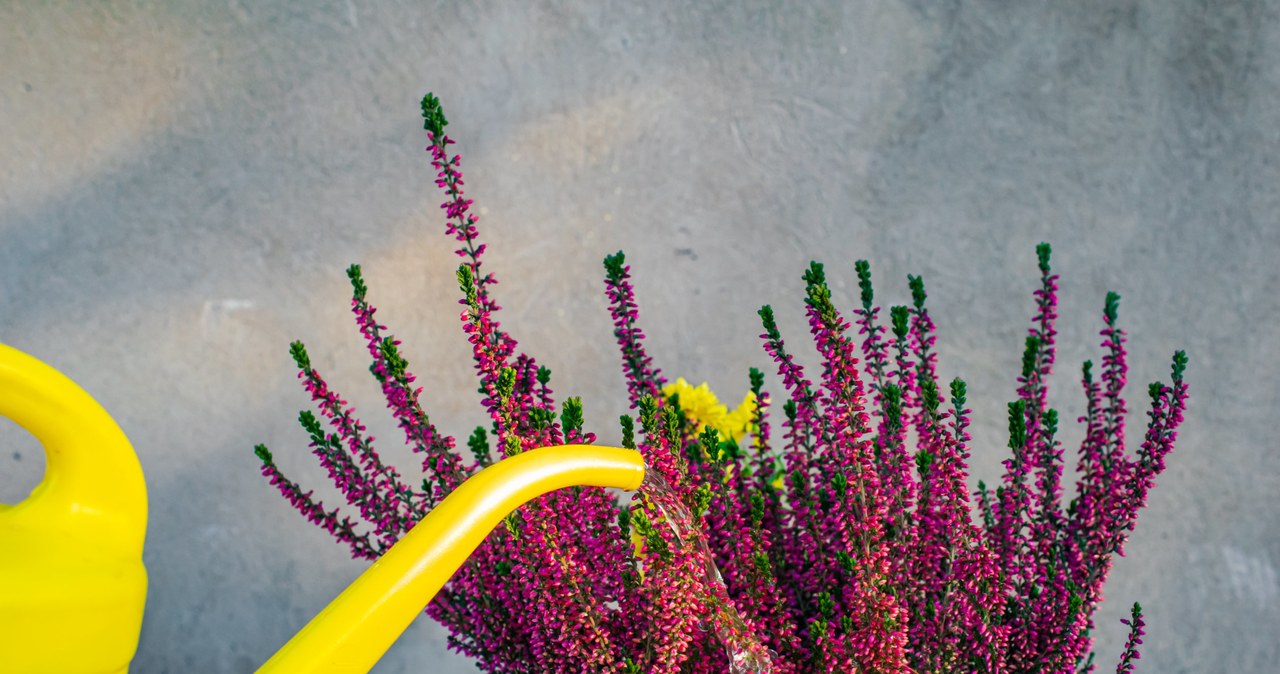 In autumn, water the heathers in pots. They will enjoy the eye for a long time