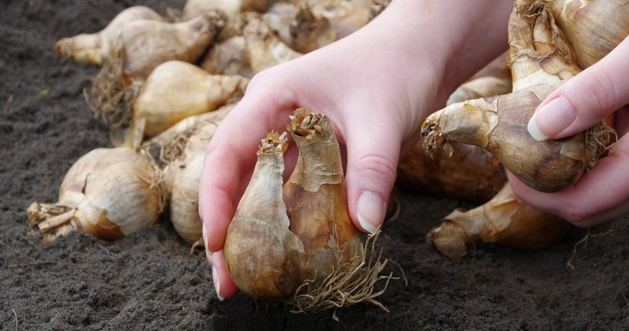 Do not miss this date of planting tulips. Otherwise the garden will shine empty