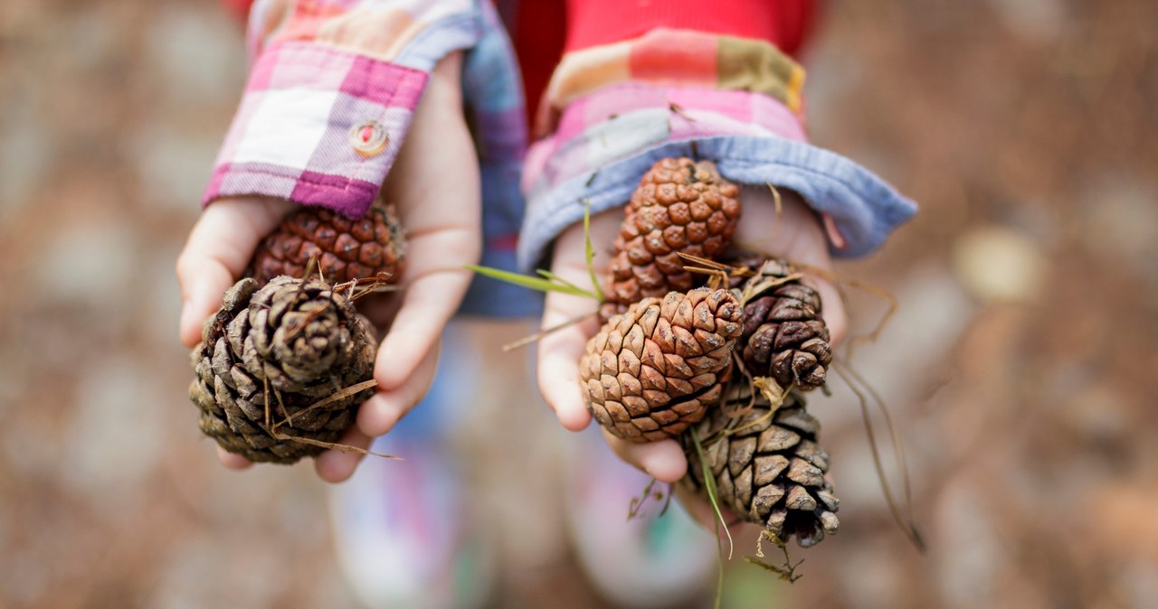 Bring from the walk and take it to the garden. You will be surprised what they will help you