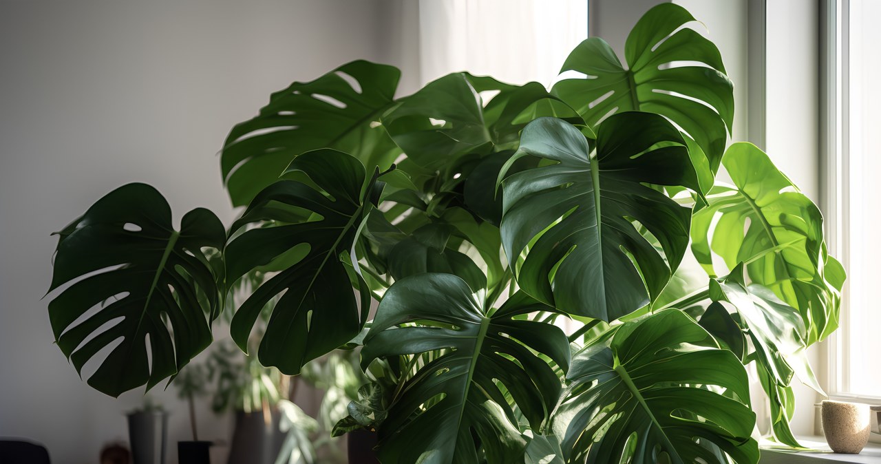 Your monster has no leaf leaves? The florist reveals where you make a mistake