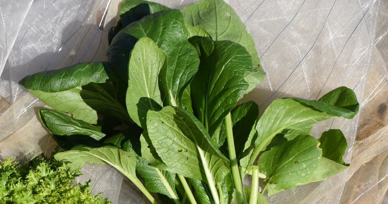 The name for this vegetable was invented by a shogun. Has a lot of calcium, so seniors should eat often