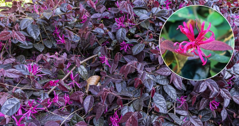 Do you want to have a colorful garden even in winter? This plant blooms despite frosts