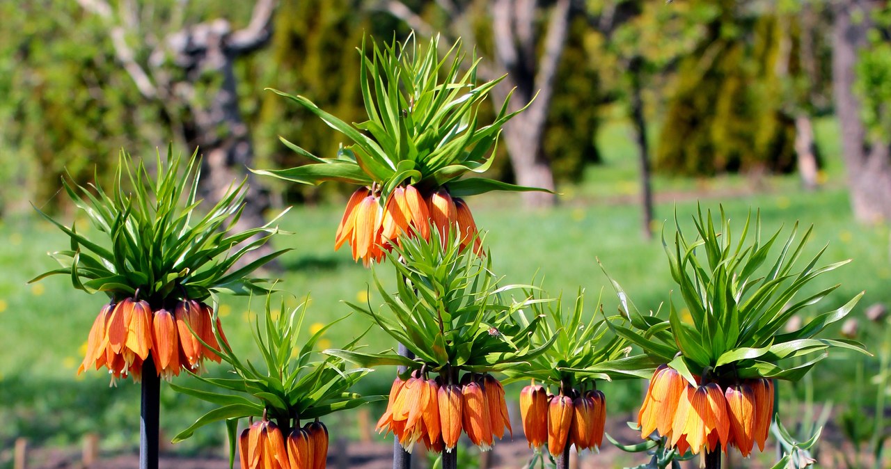 Be sure to put in the garden in autumn. It looks beautiful and scares off pests