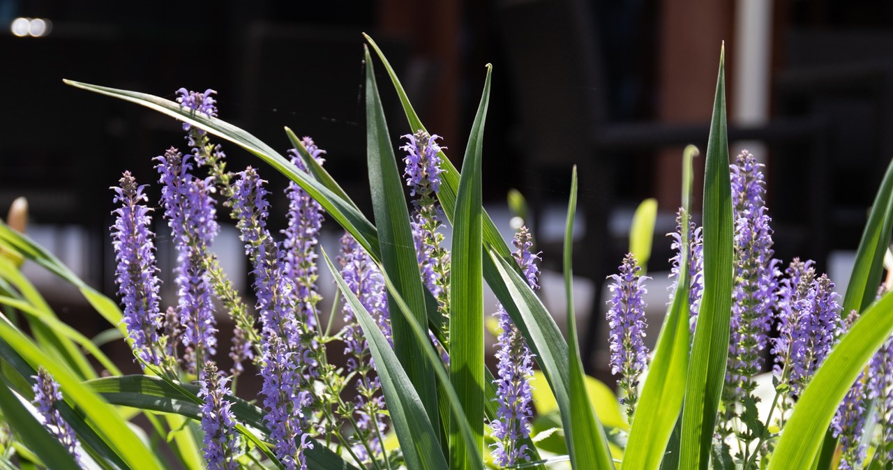 It looks like heather and blooms much longer. It is in the garden without any problems