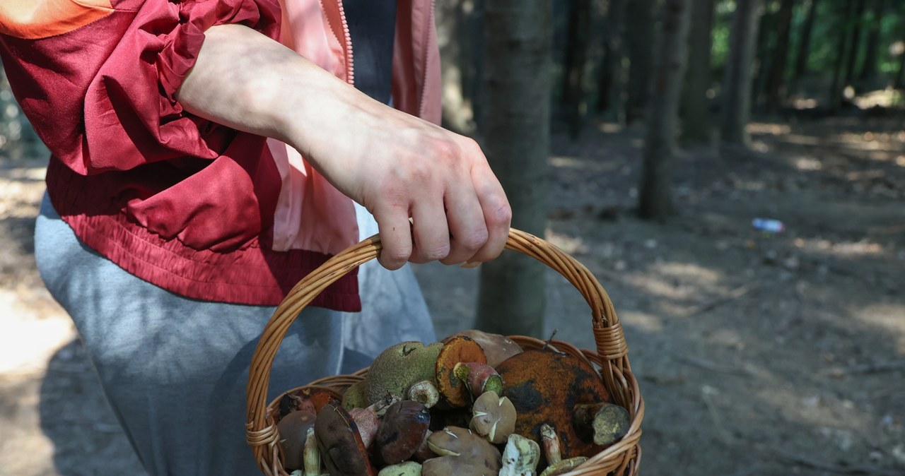 Mushrooms throughout the country. Hence, mushroom pickers come back with full baskets