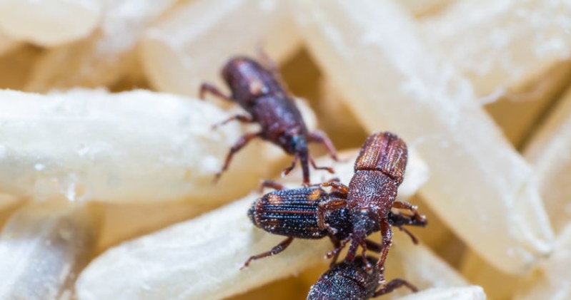 These pests appear in the kitchen as often as moths. You will drive them out