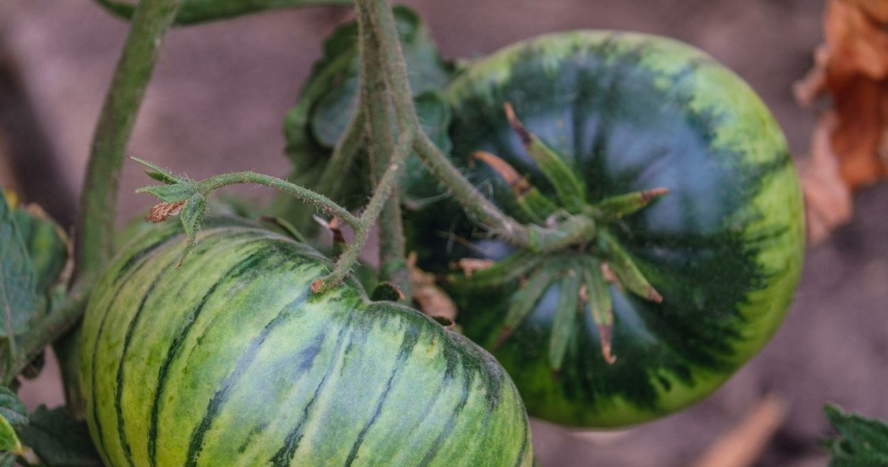 Intensively green skin and stripes like zebra. This tomato is the king of juices and concentrates