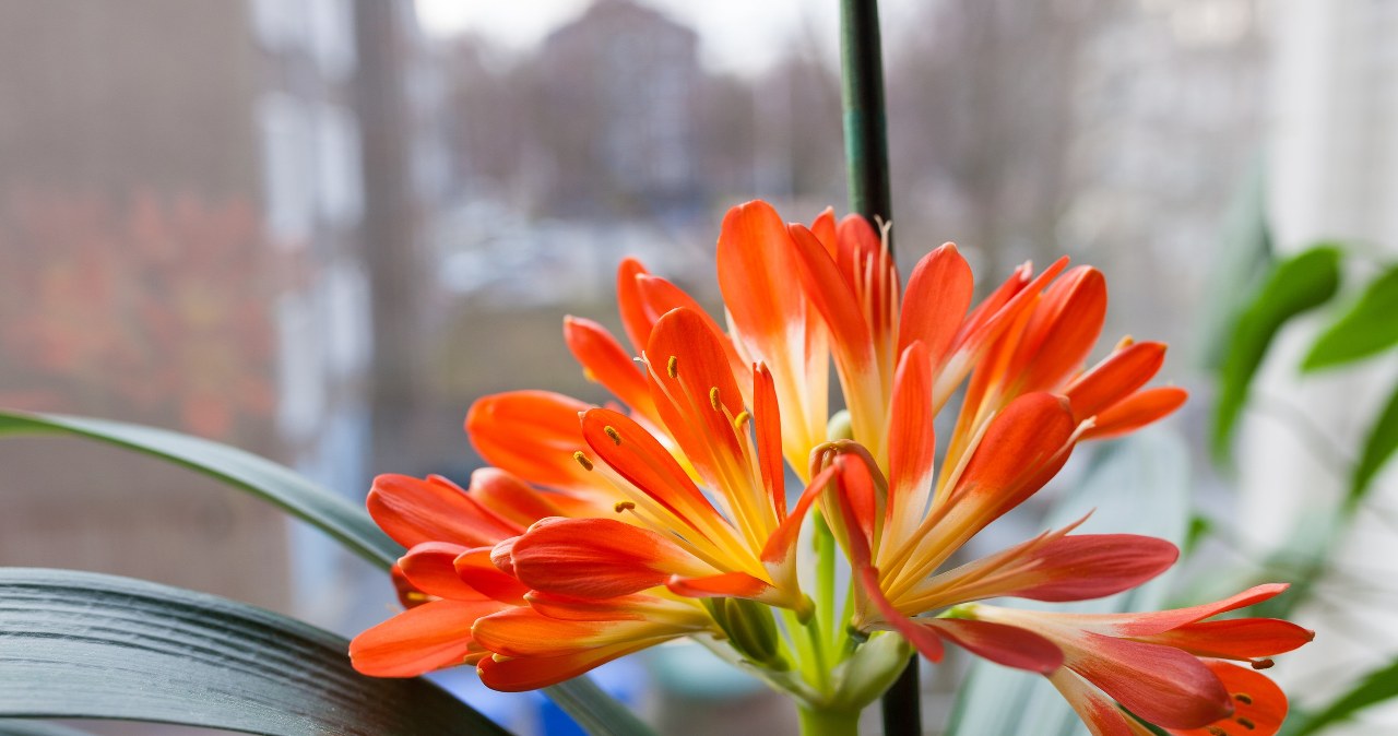 Even prettier than the orchid, and it smells beautiful. Put her on the windowsill
