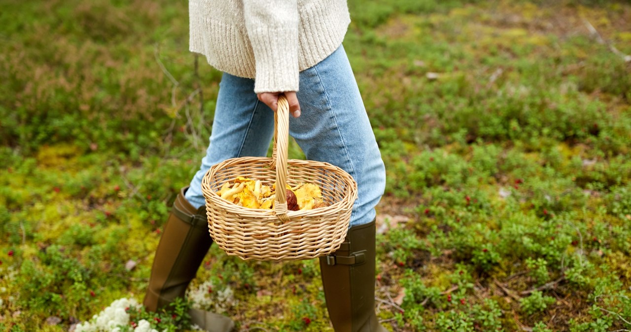 Here you will find real forest gold. One basket may not be enough
