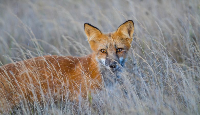 In the last 8000 years, chickens have grown and foxes have shrunk. It is the fault of humans
