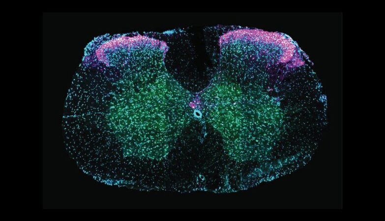 More than a reflection: the spinal cord shapes the sexual act