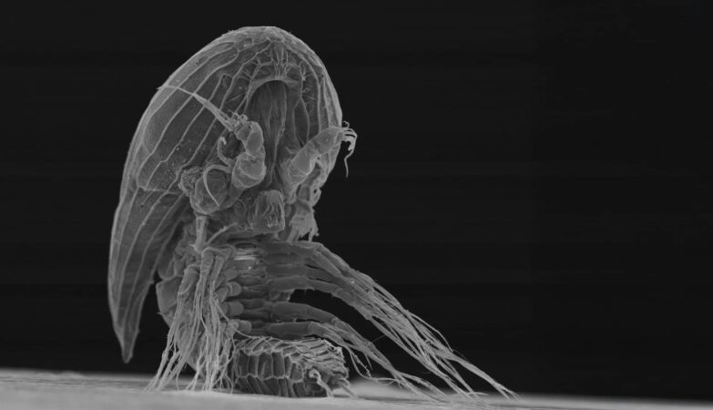 Mystery of the strange larvae-Y: no one knows what they become
