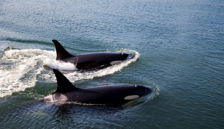 Orcas are again attacking boats in Spain. We still don't know why
