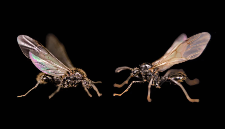 “Almost science fiction”: first animal seen to clone members of another species