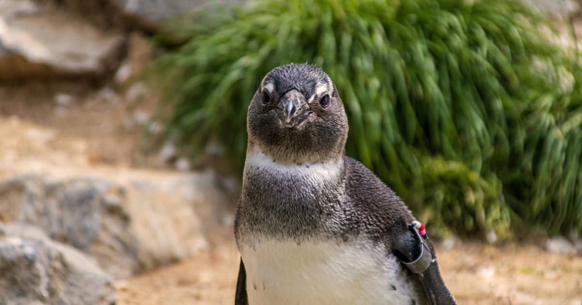 Magalhães penguins are once again seen in the Lisbon Oceanarium