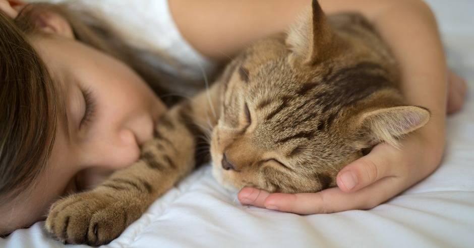 The chemistry of feline love: how cats and owners strengthen ties