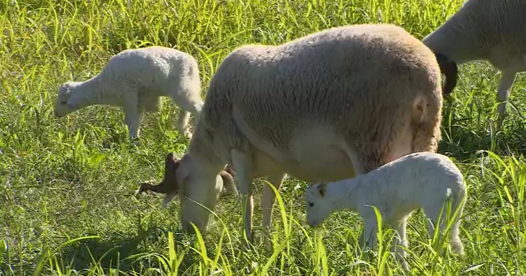 Blue Language Disease: Increased cases worries producers of Serra da Estrela