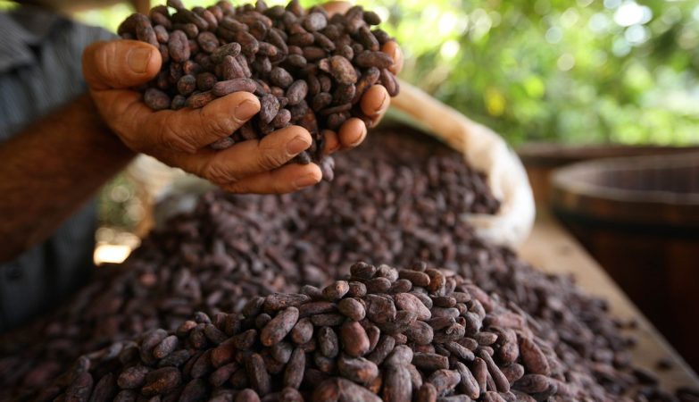 Cocoa is really good for the heart