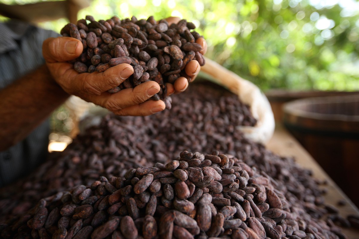 Cocoa is really good for the heart