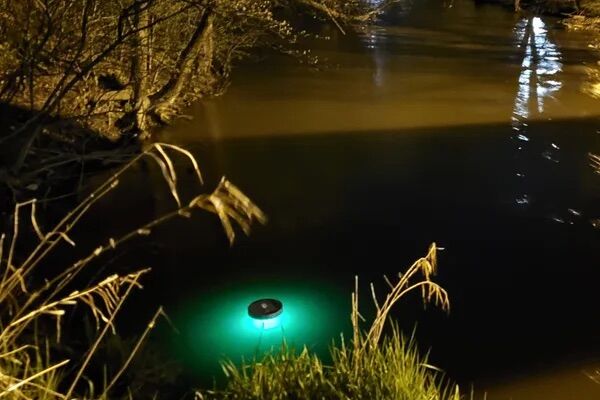 Scientists put luminous traps; They were amazed at what they saw on the Chicago River