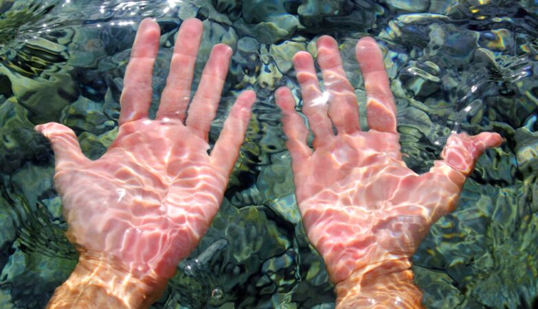 Our fingers did not come from fins, but from the anus of a fish