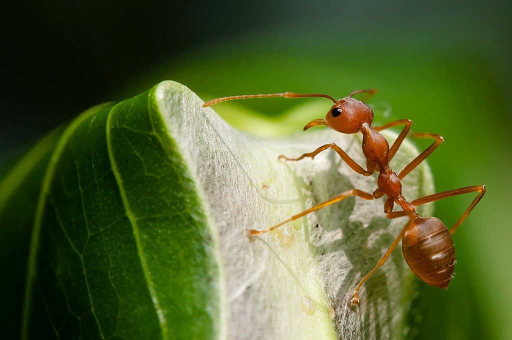 Ants give humans a great lesson about teamwork