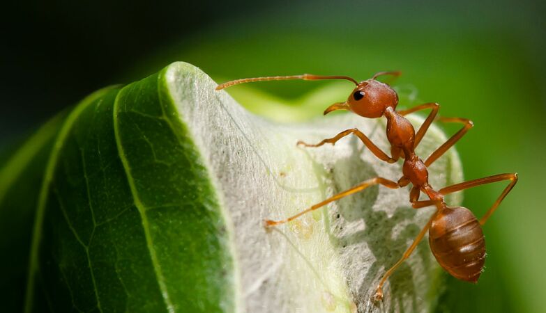 Ants give humans a great lesson about teamwork