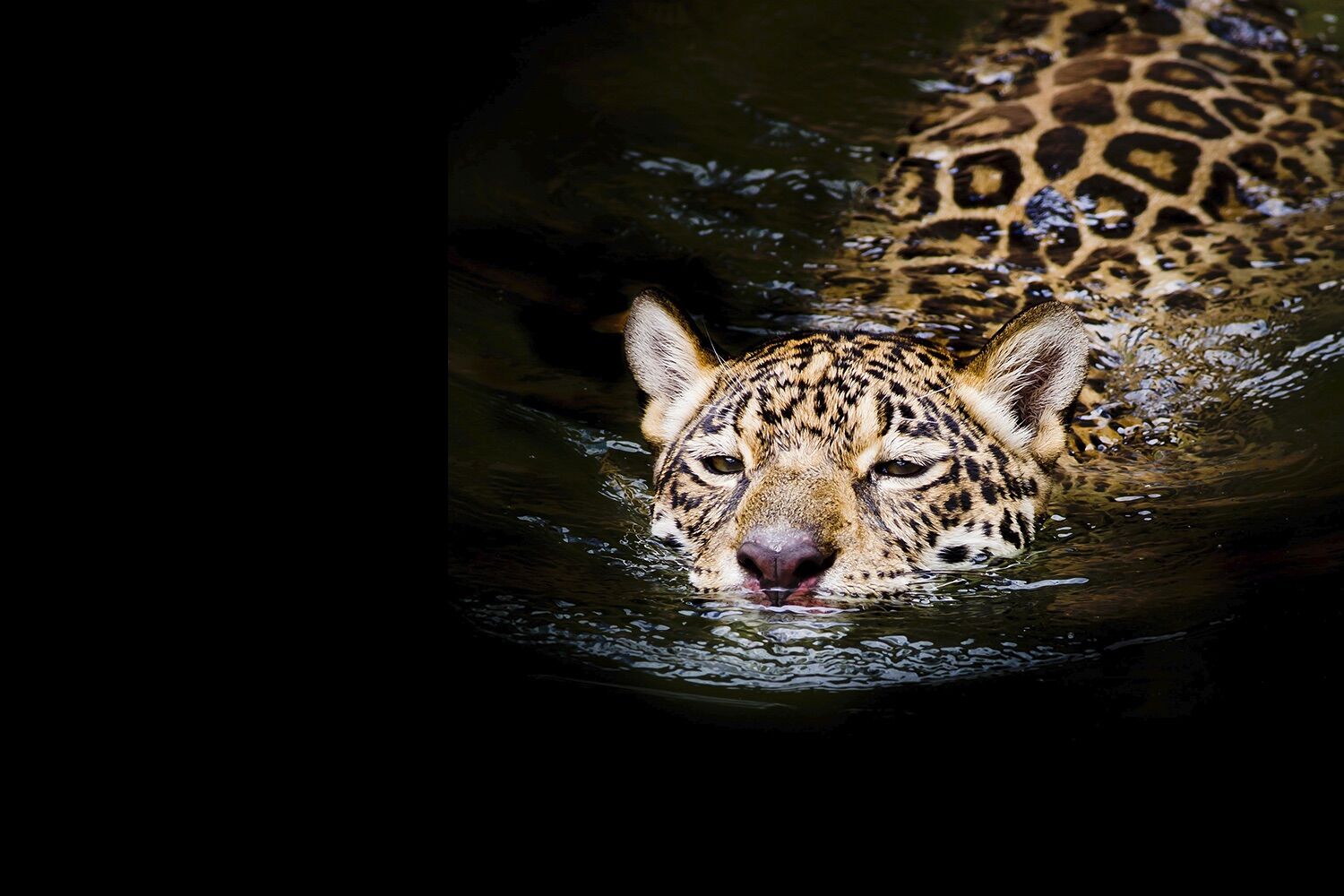 Jaguar made a 1300 meter crossing. It's a record, and no one knows why