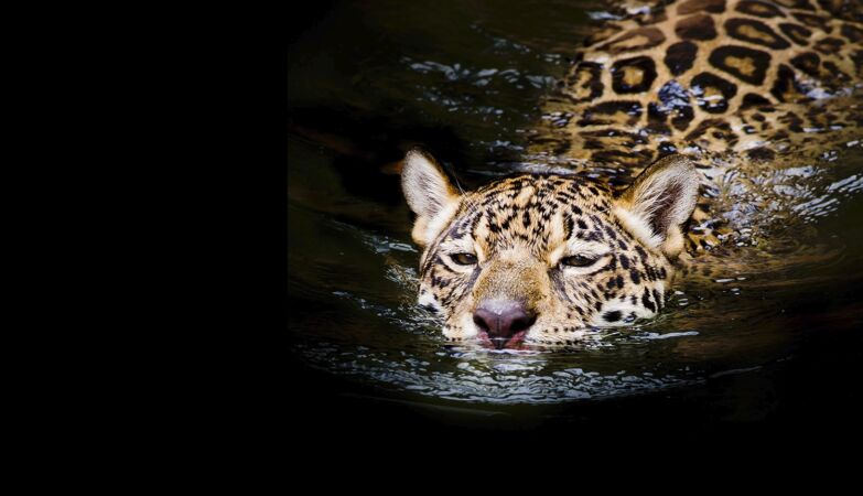 Jaguar made a 1300 meter crossing. It's a record, and no one knows why