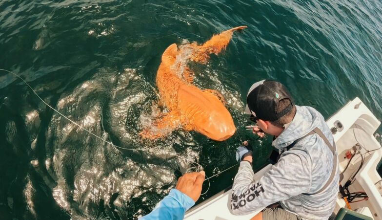 It is the first-orange shark in the world. Results from two rare conditions