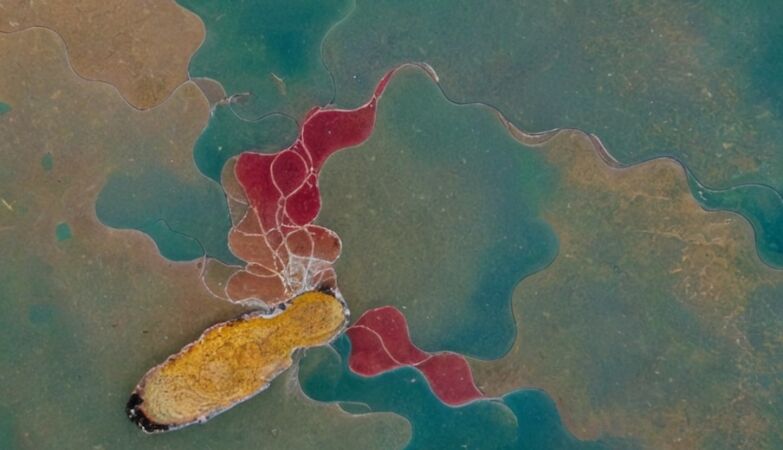 Strange new bacteria found in the Amazon