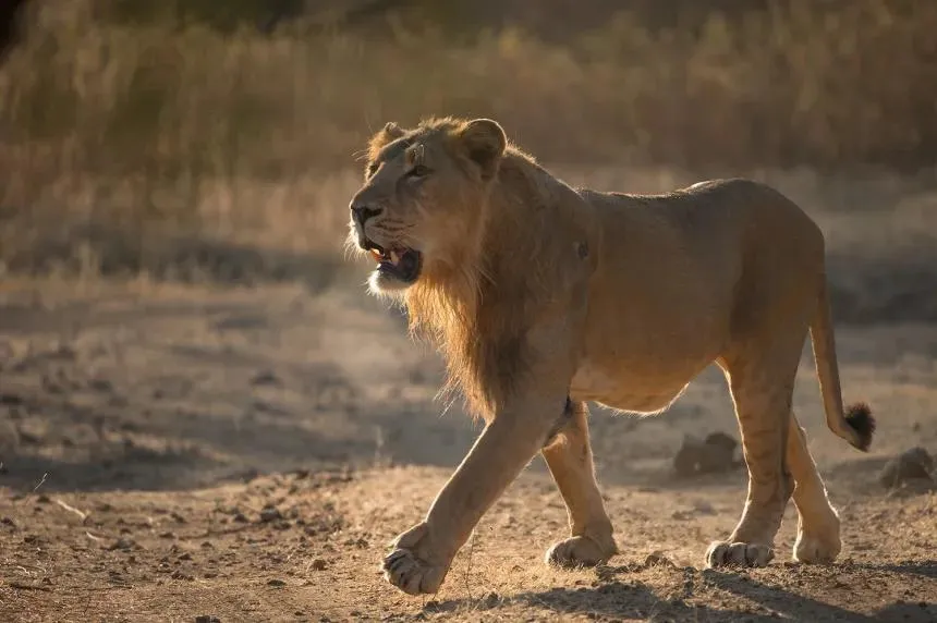 There are more and more lions in India. But what should be a source of celebration is becoming a deadly problem