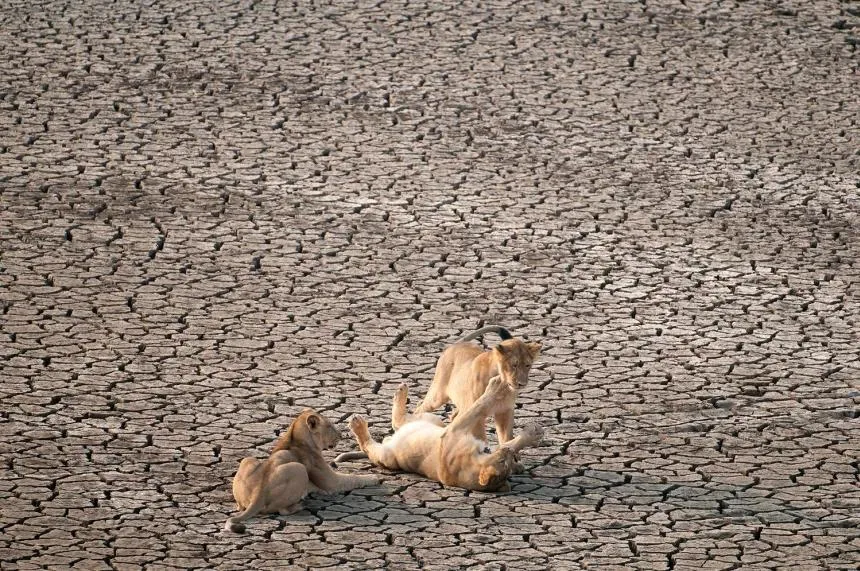 There are more and more lions in India. But what should be a source of celebration is becoming a deadly problem